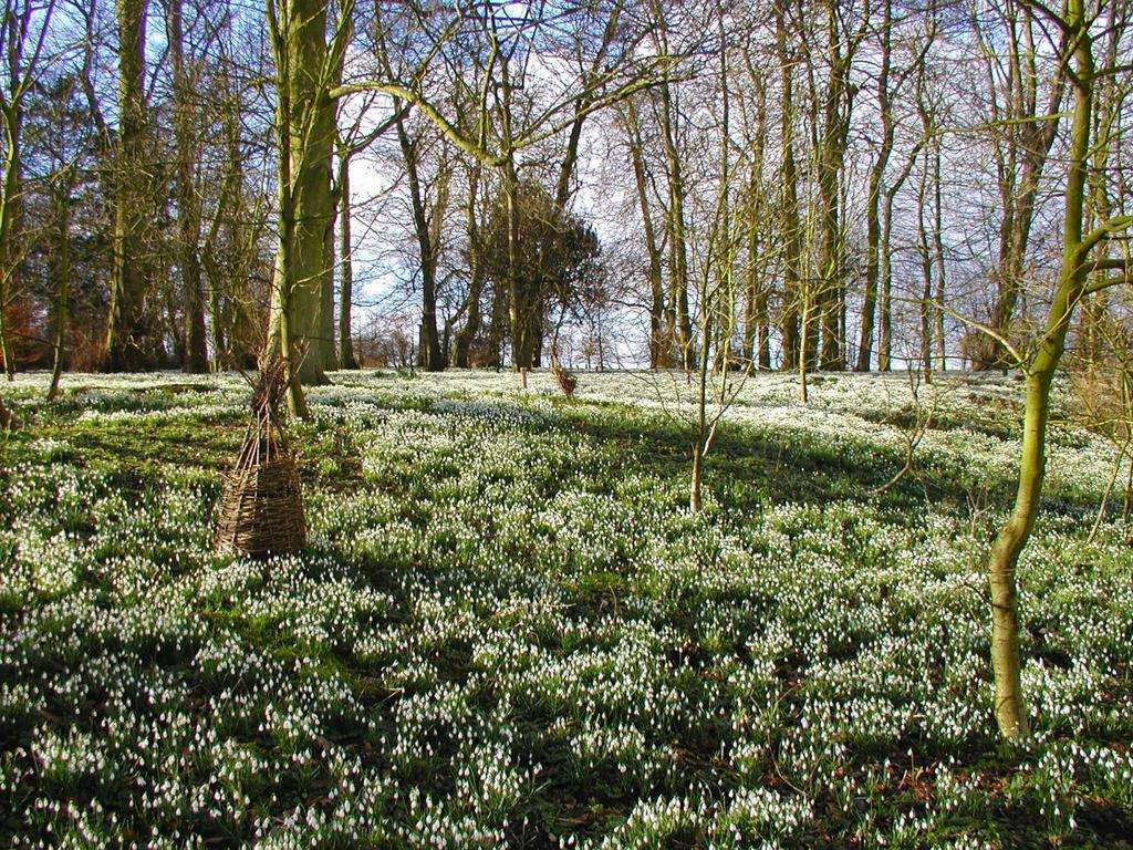Snowdrop Walk