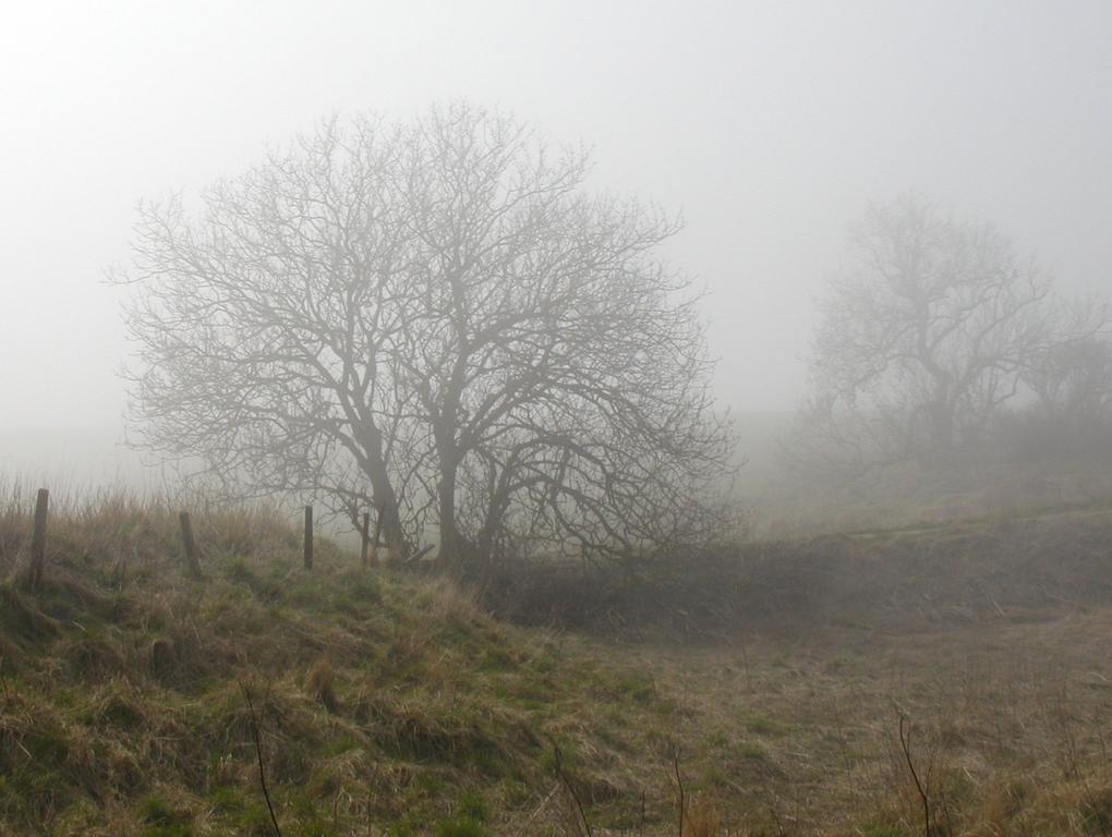 Misty Tree