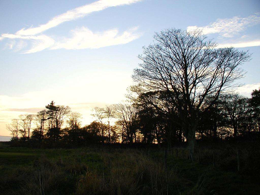 Silhouette trees