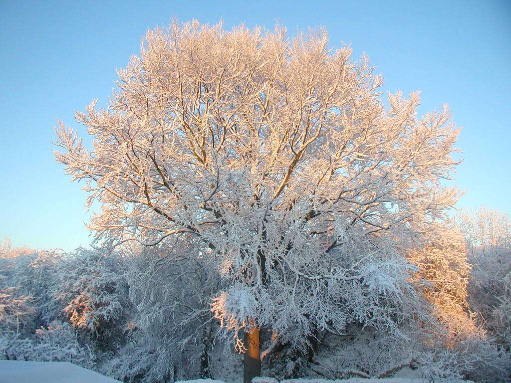 Snowy Tree